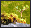 garten11
