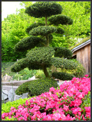 original Japangarten