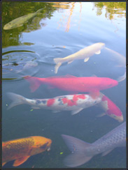 Hochwertige japanische Koi