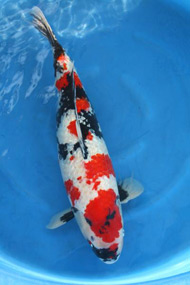 Koi