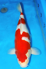 Koi