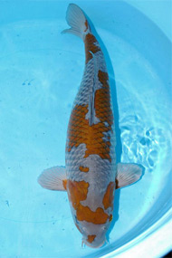 Koi