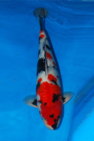 Koi