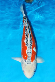 Koi