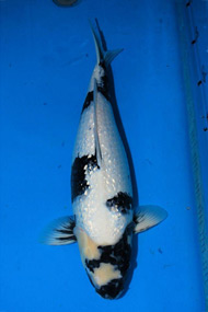 Koi