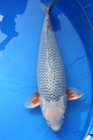 Koi