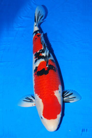 Koi 4
