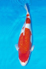 Koi5