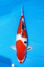 Koi5