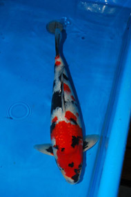 Koi8