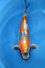 Koi